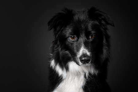 Border Collie dog on a black backgroundの写真素材