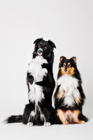 Border collie and shetland sheepdog on a white background