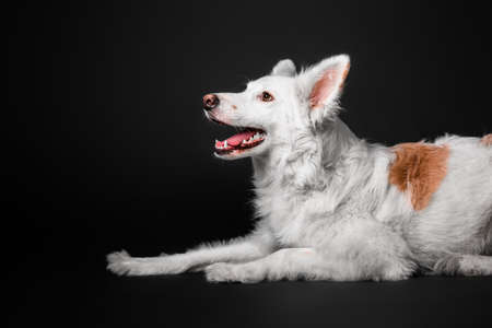 White dog mixed breed on a black background in the studioの写真素材