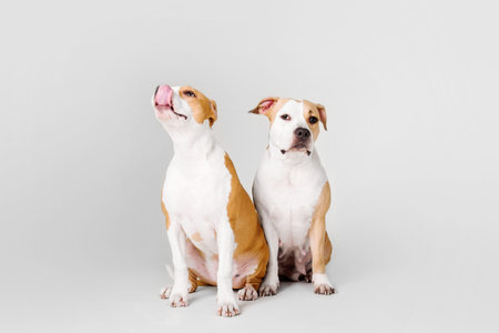 two dogs American Staffordshire Terrier isolated on a white backgroundの写真素材
