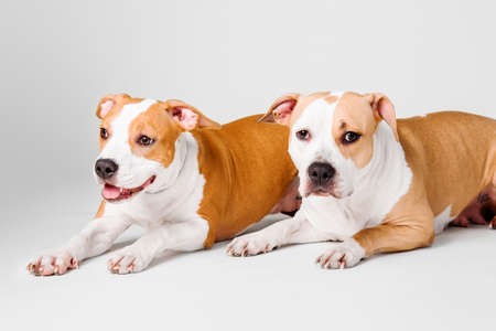 two dogs American Staffordshire Terrier isolated on a white backgroundの写真素材