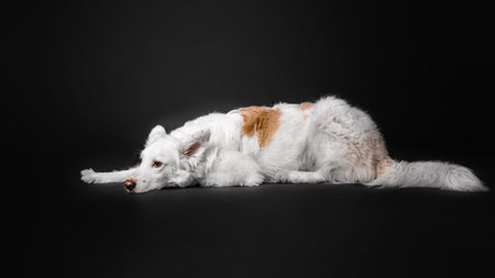 White dog mixed breed on a black background in the studioの写真素材