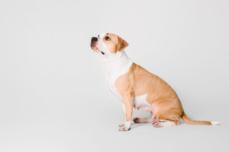 American Staffordshire Terrier dog isolated on white background