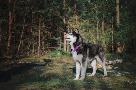 Siberian Husky dogの写真素材