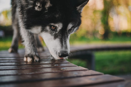 Siberian Husky dog