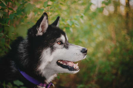 Siberian Husky dogの写真素材