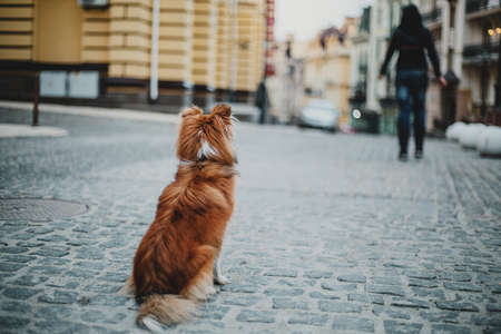 Shetland sheepdog at the old city streetの写真素材