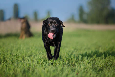 Labrador Retriever Dog running on the fieldの写真素材