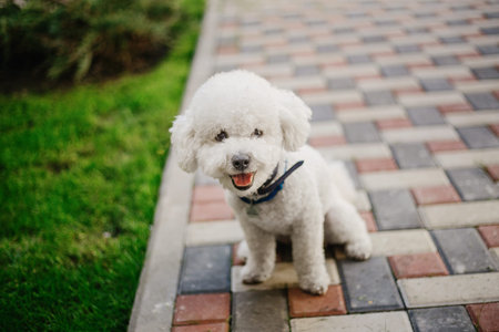 Bichon Frize dog dressed in colorful outfit in summer park