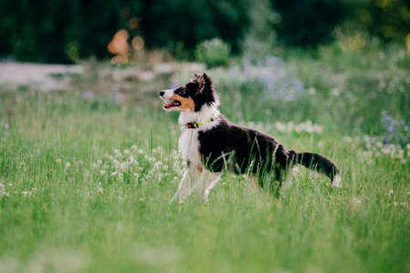 Adorable shetland sheepdog (sheltie dog)の写真素材