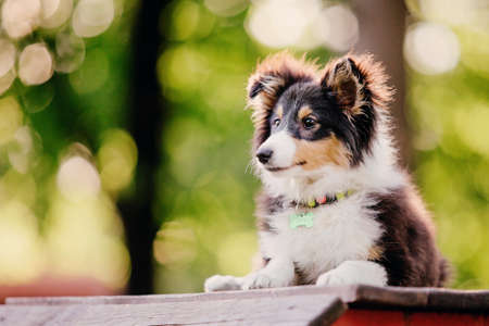 Adorable shetland sheepdog (sheltie dog)の写真素材