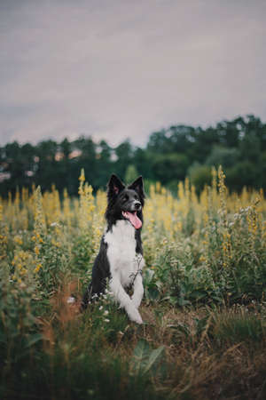 Border collie dog in the forestの写真素材