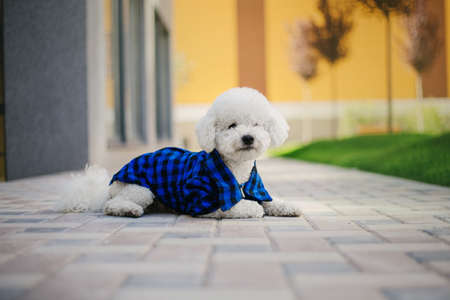 Bichon Frize dog dressed in colorful outfit in summer parkの写真素材