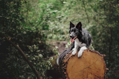 Border collie dog in the forestの写真素材