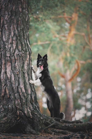 Border collie dog in the forestの写真素材