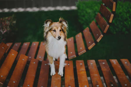 Adorable shetland sheepdog (sheltie dog) on the bench at the parkの写真素材