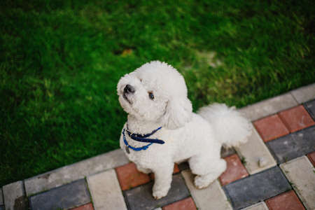 Bichon Frize dog dressed in colorful outfit in summer parkの写真素材