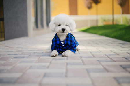 Bichon Frize dog dressed in colorful outfit in summer park