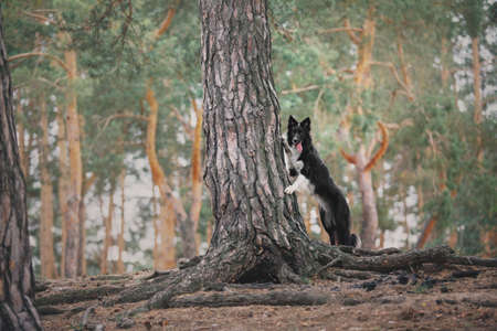 Border collie dog in the forestの写真素材