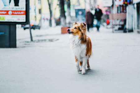 Shetland sheepdog in the cityの写真素材