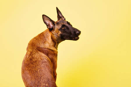 The Belgian Shepherd, The Malinois dog on yellowの写真素材