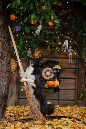 Halloween and Thanksgiving Holidays. Dog with pumpkins in the forest. Border Collie dogの写真素材