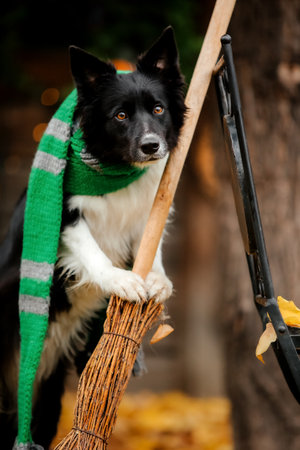 Halloween and Thanksgiving Holidays. Dog with pumpkins in the forest. Border Collie dogの写真素材