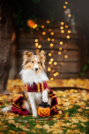 Dog with pumpkins. Shetland Sheepdog. Thanksgiving day. Fall season. Halloween holidays. Sheltie dog breedの写真素材