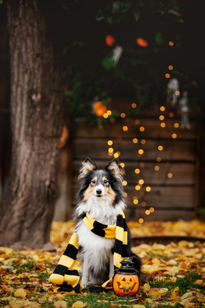 Dog with pumpkins. Shetland Sheepdog. Thanksgiving day. Fall season. Halloween holidays. Sheltie dog breedの写真素材