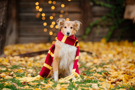 Dog with pumpkins. Shetland Sheepdog. Thanksgiving day. Fall season. Halloween holidays. Sheltie dog breedの写真素材