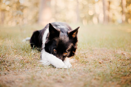 Border Collie Dog portrait in autumn. Fallen leaves. Golden autumn season. Indian summerの写真素材