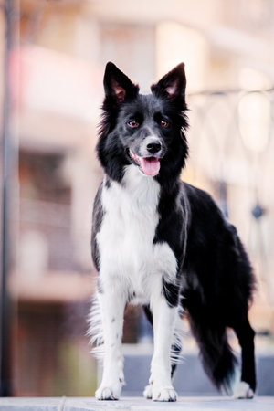Border Collie dog walking at the city. Dog on a walk. Smart dog. Lifestyleの写真素材