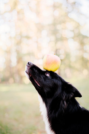 Border Collie Dog keeps apple on his head