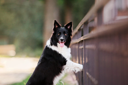 Border Collie dog walking at the city. Dog on a walk. Smart dog. Lifestyle
