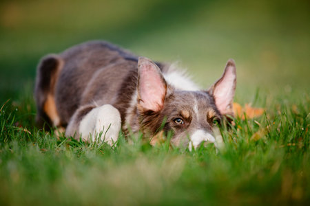Border Collie dog puppy outdoorの写真素材