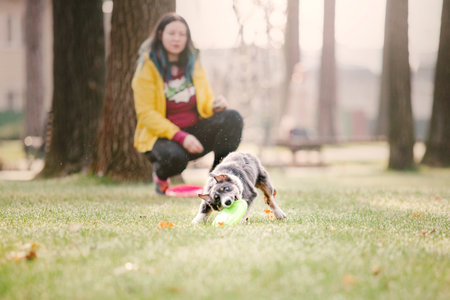 Border Collie puppy playing with flying discの写真素材