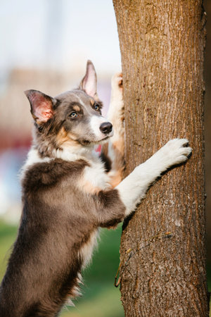 Border Collie dog puppy outdoorの写真素材