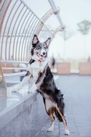 Border collie dog at the city walk. Dog in townの写真素材