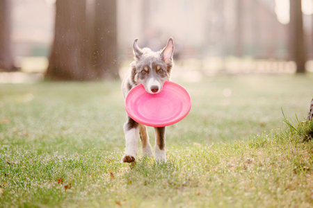 Border Collie puppy playing with flying discの写真素材