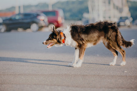 Border collie dog at the city walk. Dog in townの写真素材