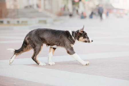 Border collie dog at the city walk. Dog in town