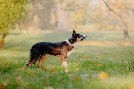 Border Collie dog playing with maple leaves. Fall season. Dog in autumn.の写真素材