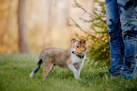 Shetland Sheepdog puppy playing outdoor. Summer and Autumn, Fall colors. Sheltie dogの写真素材