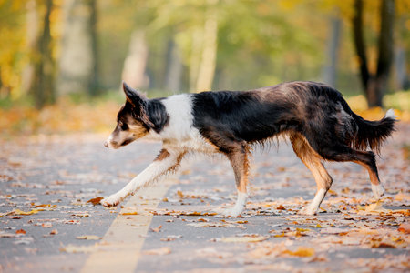 Border Collie dog walking during Fall season. Dog in autumn.の写真素材