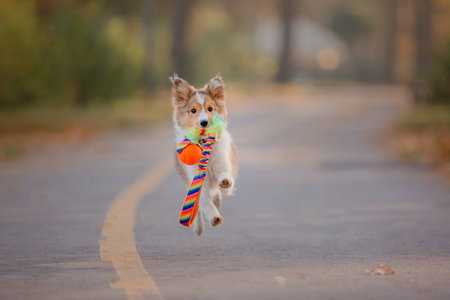 Shetland Sheepdog puppy playing with colorful toy outdoor. Summer and Autumn, Fall colorsの写真素材