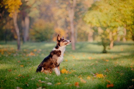 Border Collie dog playing with maple leaves. Fall season. Dog in autumn.の写真素材
