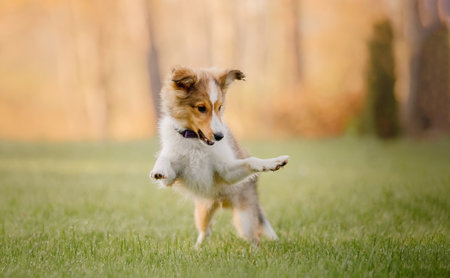 Shetland Sheepdog puppy playing outdoor. Summer and Autumn, Fall colors. Sheltie dogの写真素材