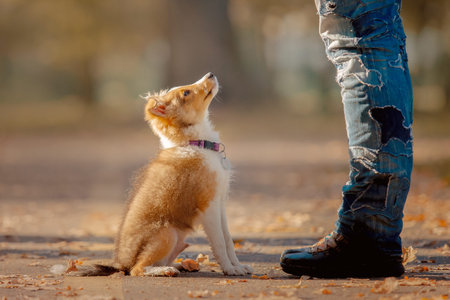 Shetland Sheepdog puppy playing outdoor. Summer and Autumn, Fall colors. Sheltie dog