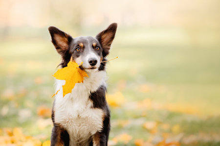 Border collie dog holding leaf in his mouth. Yellow leaf. Autumn concept. Autumn leaves. Fall seasonの写真素材