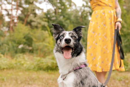 Cute dog. Border collie dog breed. Emotion of a dog. Curious, happy and funny petの写真素材
